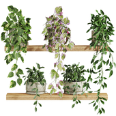 Plants Set 99