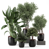 Indoor Plants in Rusty Concrete Pot_Set 3008
