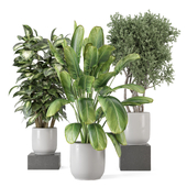 Indoor Plants in Gray Pot_Set 3009