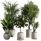 indoor plant 13