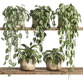 Plants on Shelf 29