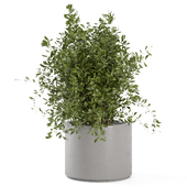 Plants With Little Leaves In Gray Pot_Set 3017