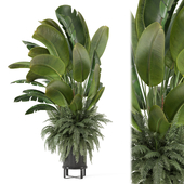 Indoor Plant in Black Minimal Pot 3137
