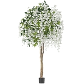 Flowering Potted Wisteria Tree Tall White