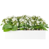 Kalanchoe Arrangement in Fiberstone Planter Birch Lane
