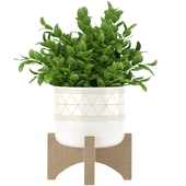 Flora Bunda Tea Plant in Ceramic Footed Pot
