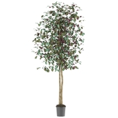Capensia Bush Square Brown Container Vickerman