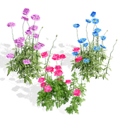 Flanders Poppy Flowering Plant