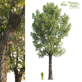 Тополь / Poplar / Populus #10