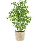 Green Ficus Artificial Plants and Flowers