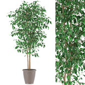 Variegated Ficus tree