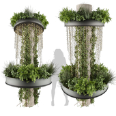 High-quality 3D plant collection vol 624 - ampelous - hanging - ivy
