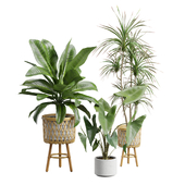 Indoor Plants Pack 87