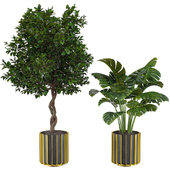 Plant Set 005
