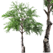 Outdoor Tree Set 031