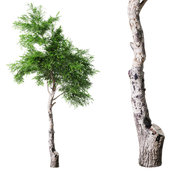 Outdoor Tree Set 032