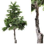 Outdoor Tree Set 033