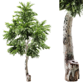 Outdoor Tree Set 034