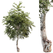 Outdoor Tree Set 035
