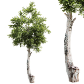 Outdoor Tree Set 036