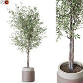 Plant: 1217