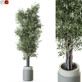 Plant: 1218