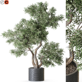 Plant: 1220