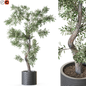 Plant: 1219