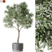 Plant: 1221