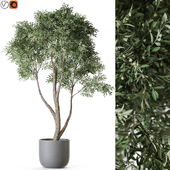 Plant: 1222