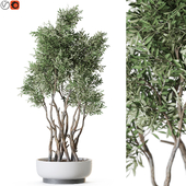 Plant: 1223