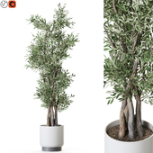 Plant: 1224