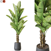 Plant: 1225