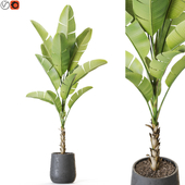 Plant: 1226