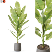 Plant: 1227