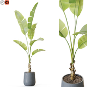 Plant: 1228