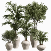 indoor plant 15