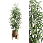 Ficus Ali Pottedplant