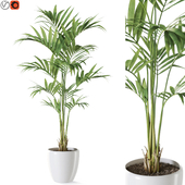 Plant 1237
