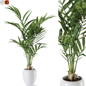 Plant 1239