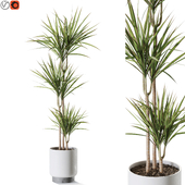 Plant 1241