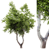 Outdoor Tree Set 037