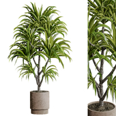 indoor plant 16