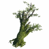 Tree with ivy 1