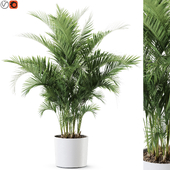 Plant 1246