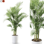 Plant 1247