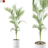 Plant 1248