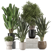 Indoor Plants in rusty Concrete Pot_Set 3136