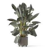Big Leaf Plant in Handmade Pot_Set 3138