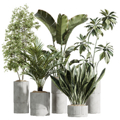 AV Indoor Plants Set 241 Olive Palm Bird Of Paradise Sansevieria Ficus Fig
